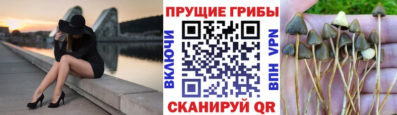 Галлюциногенные грибы мухоморы  как найти закладки  OMG   Сычёвка 